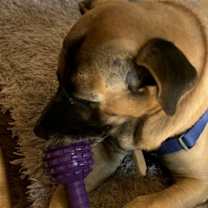 Thumbnail photo of Scooter #3