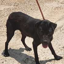 Thumbnail photo of Joley #4