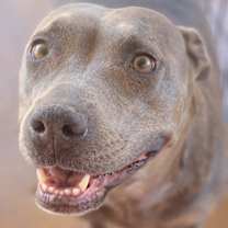 Thumbnail photo of Macy Grey #1