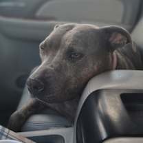 Thumbnail photo of Macy Grey #2