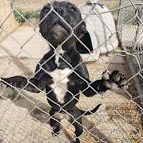 Thumbnail photo of Mocha #4