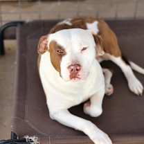 Thumbnail photo of Ruby #2