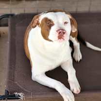 Thumbnail photo of Ruby #3