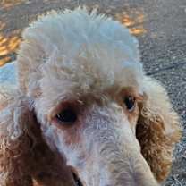 Thumbnail photo of Bentley #2