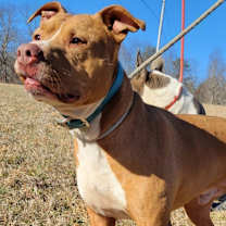 Thumbnail photo of REBEL #1