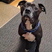 Thumbnail photo of Bishop #1