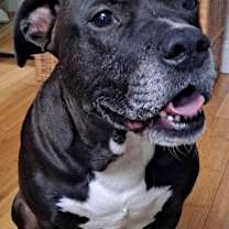 Thumbnail photo of Bishop #2