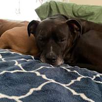 Thumbnail photo of Bishop #3