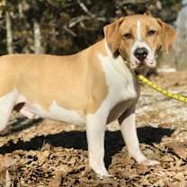 Thumbnail photo of Jaeger #3