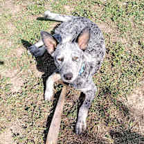 Thumbnail photo of tyke #1