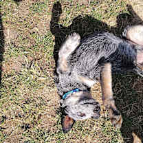 Thumbnail photo of tyke #3