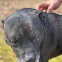 Thumbnail photo of Wilson #3