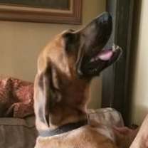 Thumbnail photo of Duke (Clampett) #2