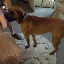 Thumbnail photo of Duke (Clampett) #3