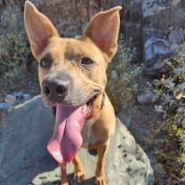 adopt-pet