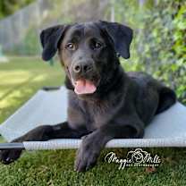 Thumbnail photo of Willie #2
