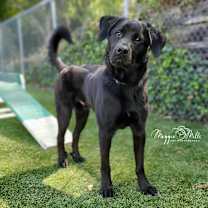 Thumbnail photo of Willie #3
