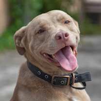 Thumbnail photo of Artemis #1