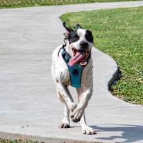 Thumbnail photo of Johnny #2