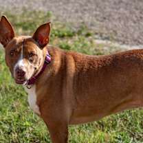 Thumbnail photo of Hera #2