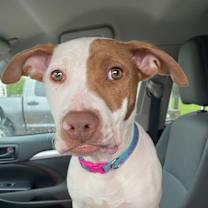 Thumbnail photo of Peaches 2 #1