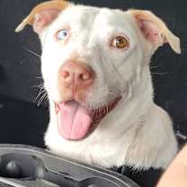 Thumbnail photo of Coco #3
