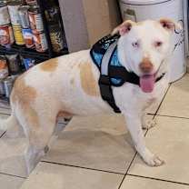 Thumbnail photo of Coco #4