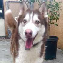 Thumbnail photo of Handsome Hachi #1