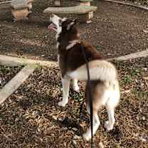 Thumbnail photo of Handsome Hachi #4