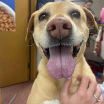 Thumbnail photo of Daisy #1