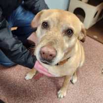 Thumbnail photo of Daisy #3