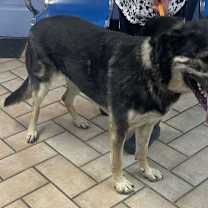 Thumbnail photo of Betty***Courtesy Post*** #3