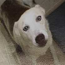 Thumbnail photo of 'Lonnie' #2