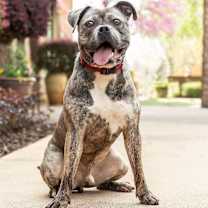 Thumbnail photo of Boca!! #1