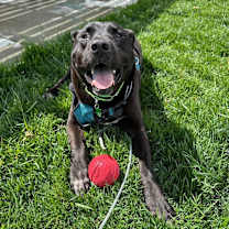 Thumbnail photo of Bear 2 #1