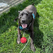 Thumbnail photo of Bear 2 #2