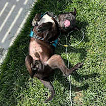 Thumbnail photo of Bear 2 #3