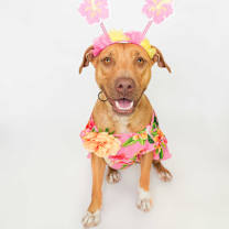 adopt-pet