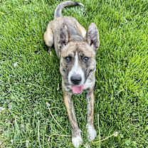 Thumbnail photo of Ivy #1