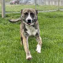 Thumbnail photo of Ivy #2