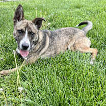 Thumbnail photo of Ivy #3