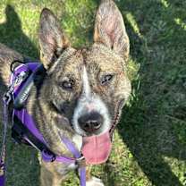 Thumbnail photo of Ivy #4