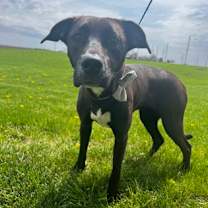 Thumbnail photo of Abbie #1