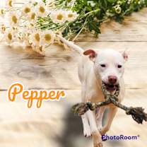 Thumbnail photo of Pepper #1