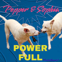 Thumbnail photo of Pepper #2