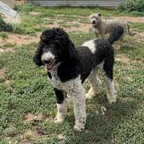 Thumbnail photo of Boris #3
