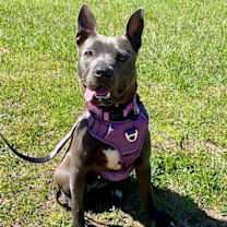 Thumbnail photo of Suki #1