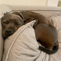 Thumbnail photo of Suki #3