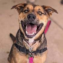 adopt-pet