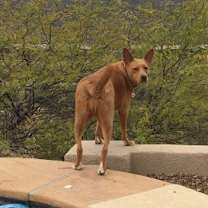 Thumbnail photo of GYPSY #1
